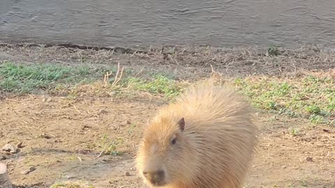 Capybara