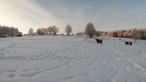 Scottish Highland Cattle In Finland Cows at the snowy pasture 21st of December 2018 TimeWarp 2x