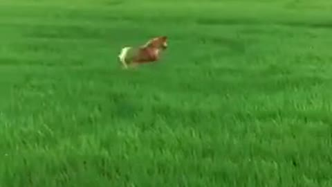 The dog bouncing around in the rice field is really cute