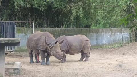 Rhinos Two Rhinos Meeting - Enjoying 🦏 - Rhinoceros in the Forest Wild Life