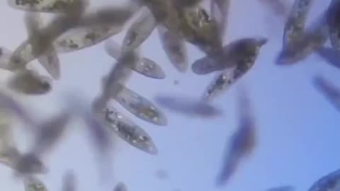 MICROSCOPE VIEW OF SNOWFALL IN A HEAVILY CHEMTRAIL AREA