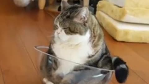 funny cat on the bowl