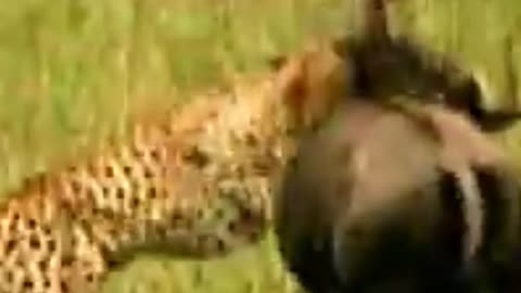 2 cheetahs struggle to take down wildebeest