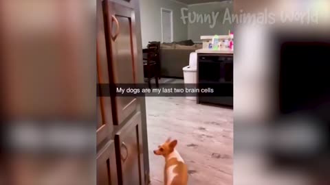 Funny animal videos 2023