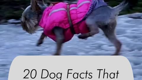20 Dog Facts That Will Make You Even More Amazed by Your Best Friend