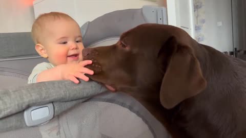 Baby Tries to Brush a Dog's Teeth. Funny Moment Caught on Camera!