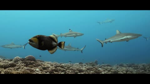 Diving SCUBA | FRENCH POLYNESIA - Tahiti - Underwater Video 4K - BLUE PARADISES