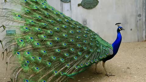 Pavo Real Común Cantando Sonido para Llamar El Mejor