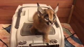 Caracal Cat that is so nervous as to be cute