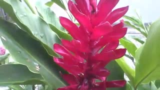 Filmando a linda flor alpínia vermelha com pingos de chuva no parque [Nature & Animals]
