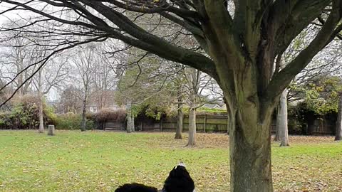 Bernese Mountain Dog trying very hard to be friends with squirrel