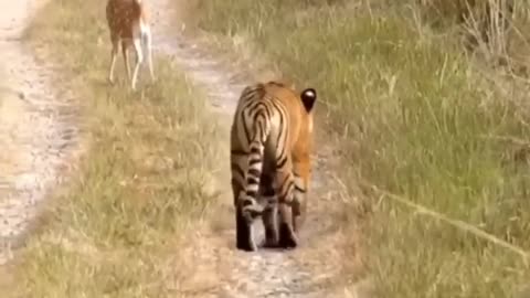 Tiger attack