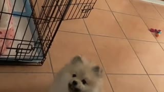 Pomeranian Puppy Wants To Be In Bed