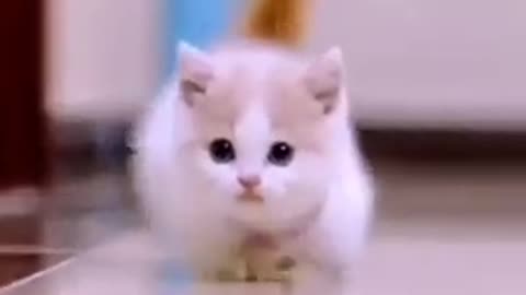 Cute cat video##animals 🍀