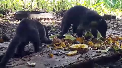 Living in Paradise ! wild pizotes ( Coati Mundi ) enjoy lunch on the Sanctuary