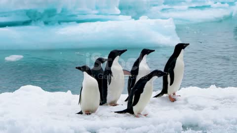 Some penguins play on the gravel on the beach.