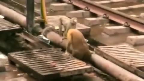This monkey brings back to life another monkey who was electrocuted on railway tracks. ❤️