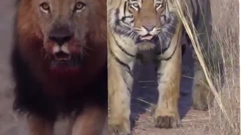 Lion vs tiger