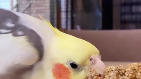 Task: steal millet. eat millet. become millet