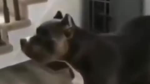 Funny Dogs.mp4