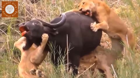 lion hunting buffalo