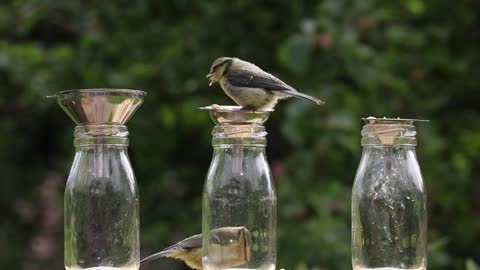 Watch how they play and eat goldfinch around food bottles on the edge of the forest