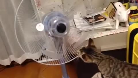 Kitten is studying the electric fan