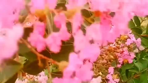 vlog of beautiful flower