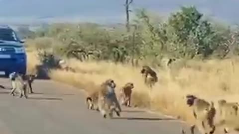 Alpha Baboon Protects Tribe From Leopard