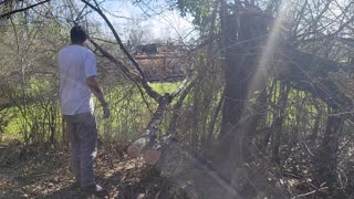 Polesaw and Chainsaw to clear brush