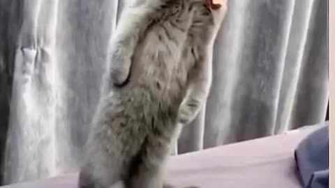 Very funny cat reaction 😂😀