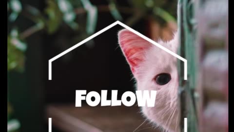 Cat Lovers Unite: The Most Irresistible Feline Videos!"
