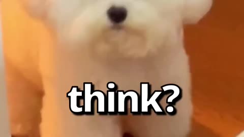 How WOULD You RATE this DOG 😱 | Wholesome Animals