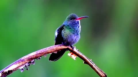 Have you ever seen a purple hummingbird?