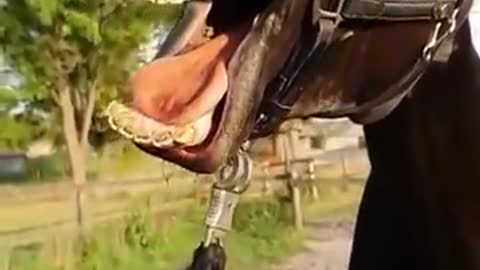 funny horse || viral video||