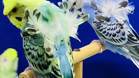 exi-hogo flower🌼budgies showbudgies