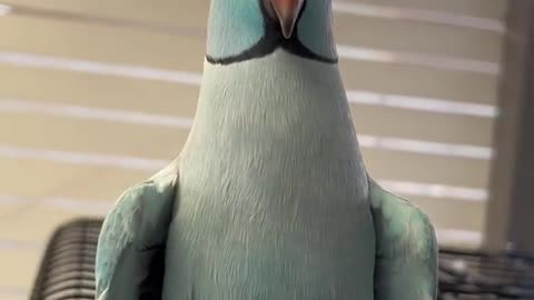 Funny Parrot - A Cute Funny Parrots Talking Videos Compilation