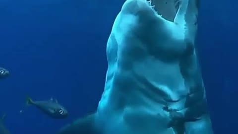 La Fuerza del Tiburon Blanco