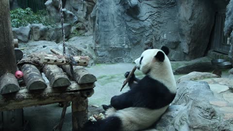 Cute Panda Eating Sugarcane