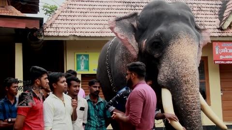 INDIAN ELEPHANT ! KERALA ! CHUROORMADAM RAJASEKHARAN!!!!!