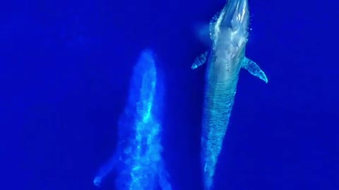 🐳Two Blue Whale Near The Boat🐳#shorts
