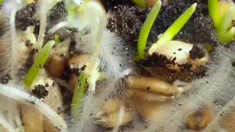 Is it Scientifically Possible for Seeds to Grow in Your Stomach? #Shorts