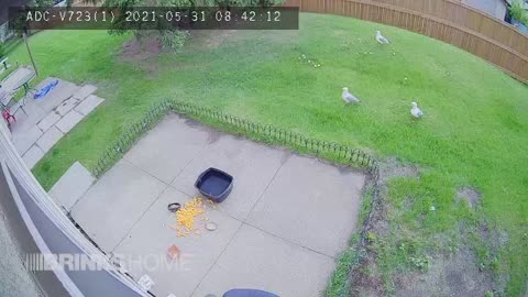 Seagulls & Magpie pictured by backyard Camera