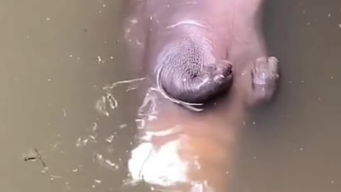 Baby hippo had everyone worried