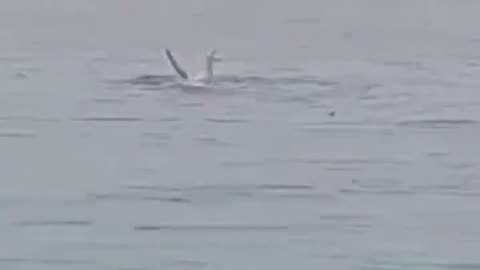 Sad - Man gets eaten by a shark in Hurghada, Egypt