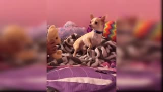 Funny and Cute Dog Reaction to Playing Toy#04