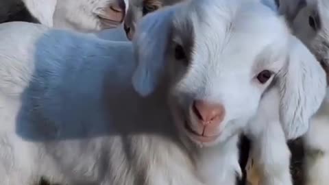 Cute animal goats