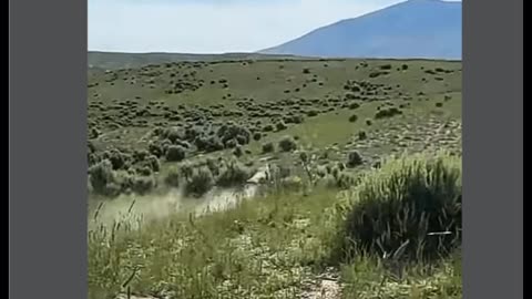 Wild Encounter: Jackal Trapped and Confronted by Brave Dog