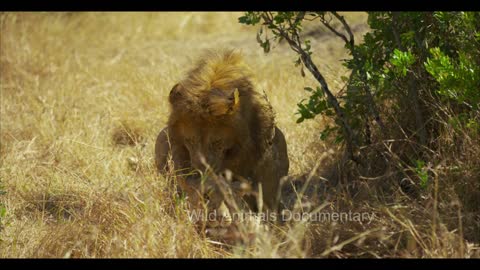 Lioness calling male - Romantic lion and lioness | Wild animals Documentary