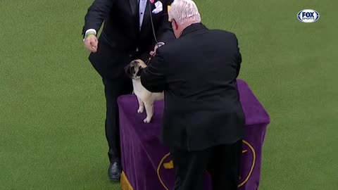 The best WKC Dog Show moments to celebrate National Puppy Day